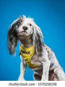 Chinese Crested Nervous Dog Portrait