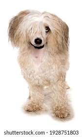 Chinese crested powder puff standing isolated on a white background