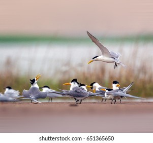 Chinese Crested Tern