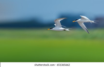 Chinese Crested Tern