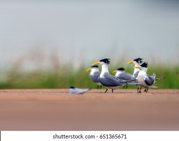 Chinese Crested Tern