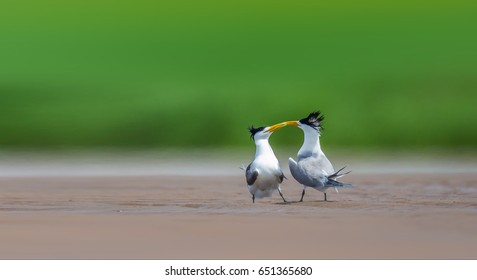 Chinese Crested Tern