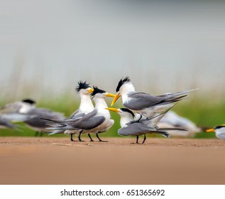 Chinese Crested Tern