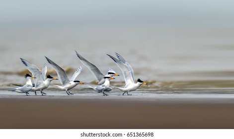 Chinese Crested Tern