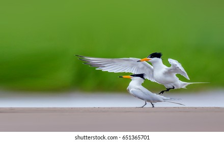 Chinese Crested Tern