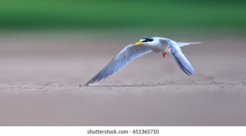 Chinese Crested Tern