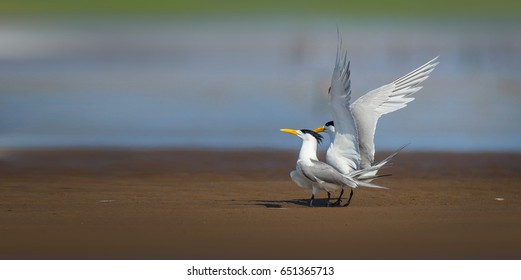 Chinese Crested Tern