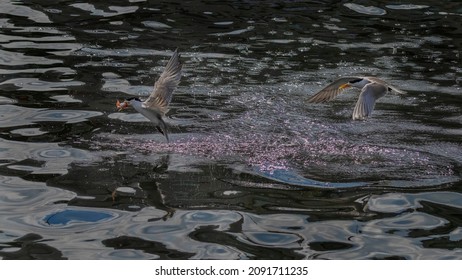 Chinese Crested Tern Catching Fisch