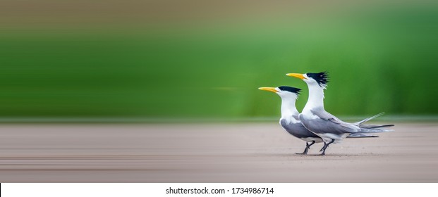 Chinese Crested Tern Courting In The Wetland