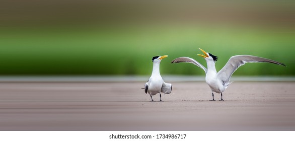 Chinese Crested Tern Courting In The Wetland