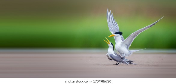 Chinese Crested Tern Courting In The Wetland