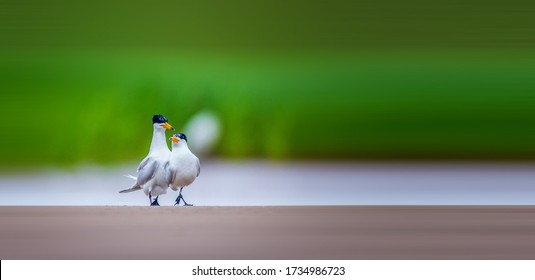 Chinese Crested Tern Courting In The Wetland