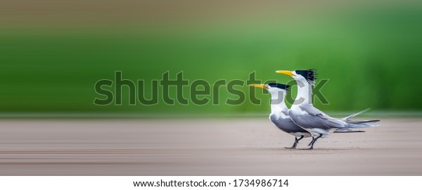 Chinese Crested Tern\
courting in the wetland