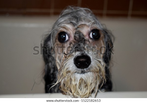 chinese crested mixed with poodle