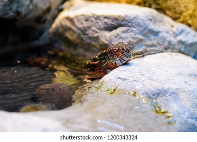 Chinese Crocodile Lizard