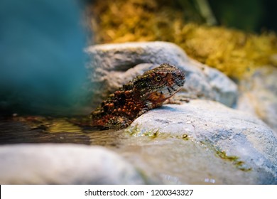 Chinese Crocodile Lizard