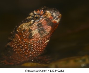 Chinese Crocodile Lizard