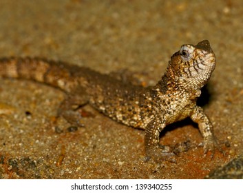 Chinese Crocodile Lizard