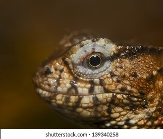 Chinese Crocodile Lizard