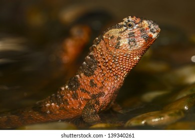 Chinese Crocodile Lizard