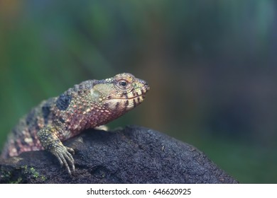 Chinese Crocodile Lizard
