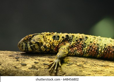 Chinese Crocodile Lizard