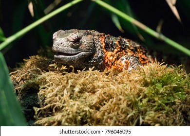 Chinese Crocodile Lizard Close Up