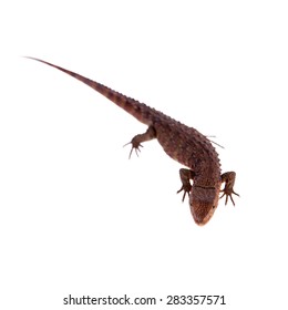 The Chinese Crocodile Lizard On White