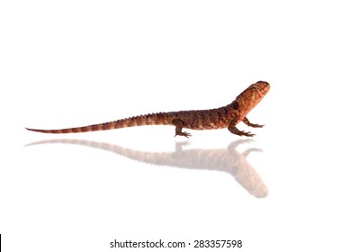 The Chinese Crocodile Lizard On White