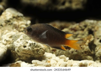 Chinese Damsel (Neopomacentrus bankieri) in reef aquarium