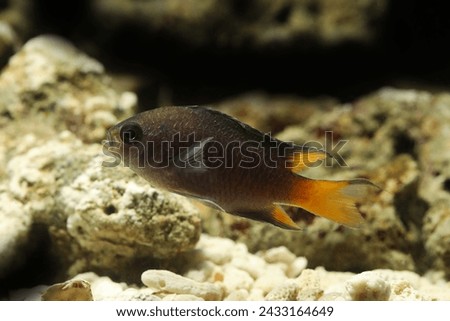 Chinese Damsel (Neopomacentrus bankieri) in reef aquarium
