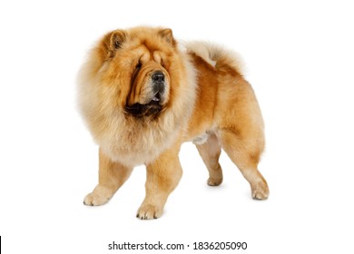 581 Chinese spitz Images, Stock Photos & Vectors | Shutterstock