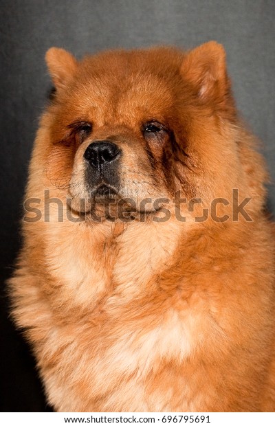 63+ Chow Chow Chinese Dog