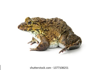 Common Toad Cockroach Predator Isolated On Stock Photo 1196107510 ...