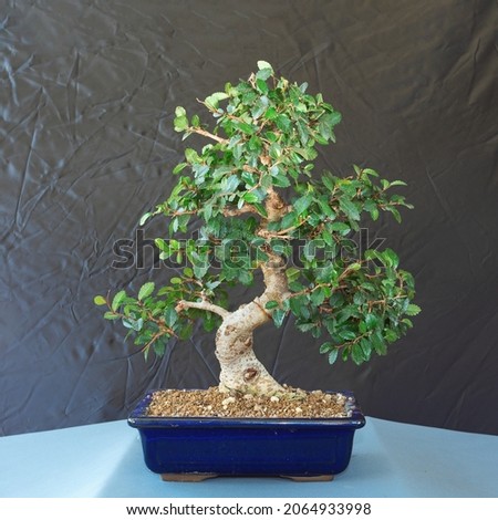 chinese elm beautiful bonsai (Ulmus parvifolia)