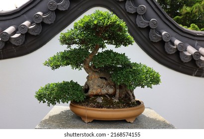 Chinese Elm Bonsai. It Is An Asian Art Form Using Cultivation Techniques To Produce Small Trees In Containers That Mimic The Shape And Scale Of Full Size Trees