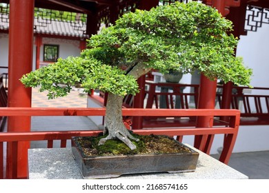 Chinese Elm Bonsai. It Is An Asian Art Form Using Cultivation Techniques To Produce Small Trees In Containers That Mimic The Shape And Scale Of Full Size Trees