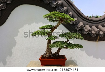 Chinese elm Bonsai. It is an Asian art form using cultivation techniques to produce small trees in containers that mimic the shape and scale of full size trees