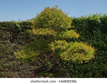 Chinese Elm Bonsai Tree (Ulmus Parvifolia) Outdoor In A Garden In Rural Surrey, England, UK