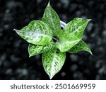 A Chinese evergreen or aglaonema with black depth background. Beautiful low light plant also nice texture. Natural plant is a pleasure of eyes and mind. 