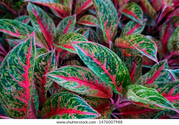 Chinese evergreen\
plant or aglaonema is a popular and easy plant to grow indoor and\
outdoor for decoration.