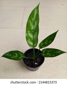 Chinese Evergreen Plant In Black Plastic Plant Pot.