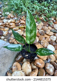 Chinese Evergreen Plant In Black Plastic Plant Pot.