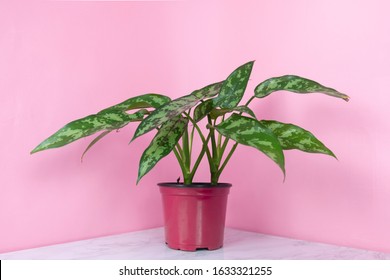 Chinese Evergreen Plant With Pink Background