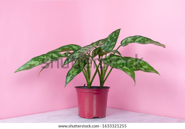 Chinese Evergreen\
Plant with Pink\
Background