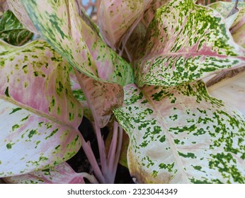 Chinese Evergreens (Aglaonema Legacy) also known as "Sri Rejeki" is a very popular ornamental plant in Asia because it has leaves with green spot colors with a charming pink scattering.  - Shutterstock ID 2323044349