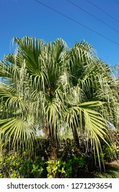 Chinese Fan Palm