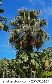 Chinese Fan Palm (Livistona Chinensis), Rio