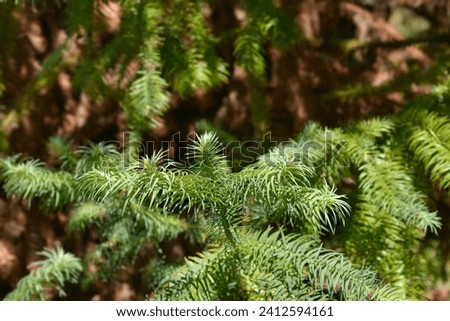 Chinese fir branch - Latin name - Cunninghamia lanceolata