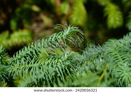 Chinese fir branch - Latin name - Cunninghamia lanceolata